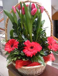 tulipanes y gerberas 