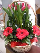 tulipanes y gerberas 