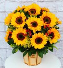 BOX GIRASOL 